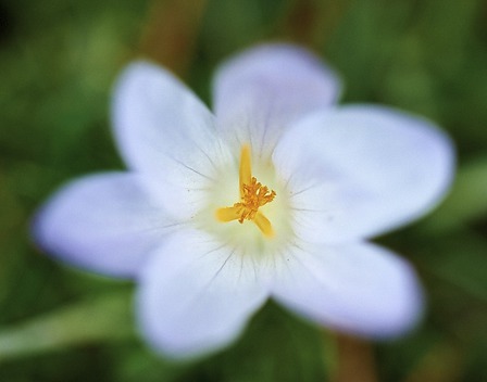 Krokus Blütenstempel