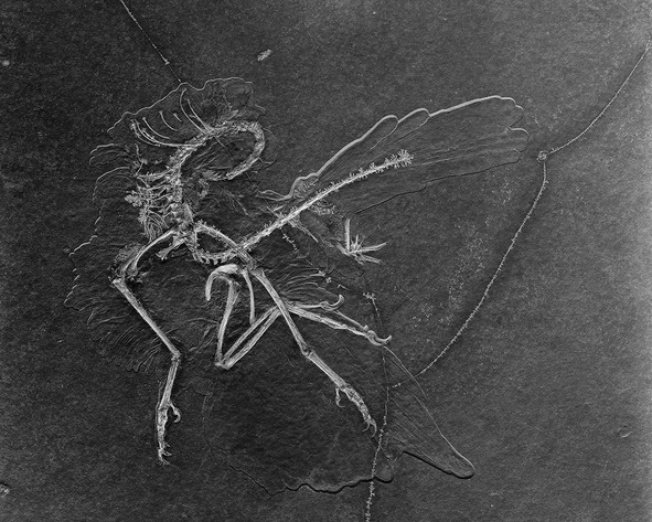 Simon Sola Holischka | "MISSING LINK"