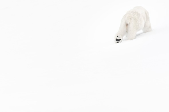 Vincent Munier - Eisbär, Spitzbergen, 2014