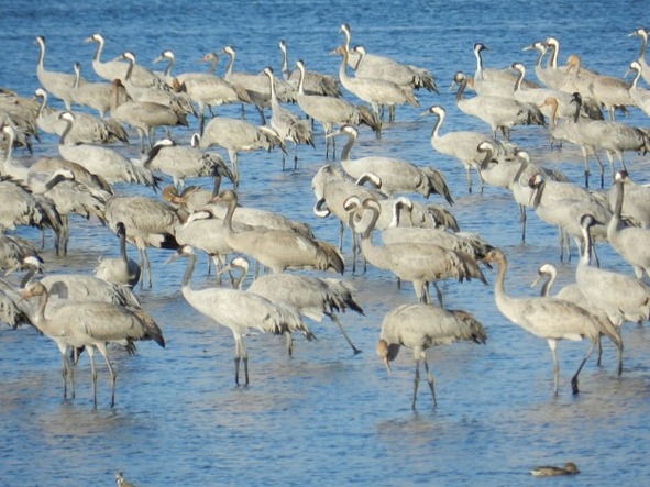 Zehntausende Kraniche (Grus grus), vor allem aus Russland und den skandinavischen Staaten, nutzen das Hula-Tal