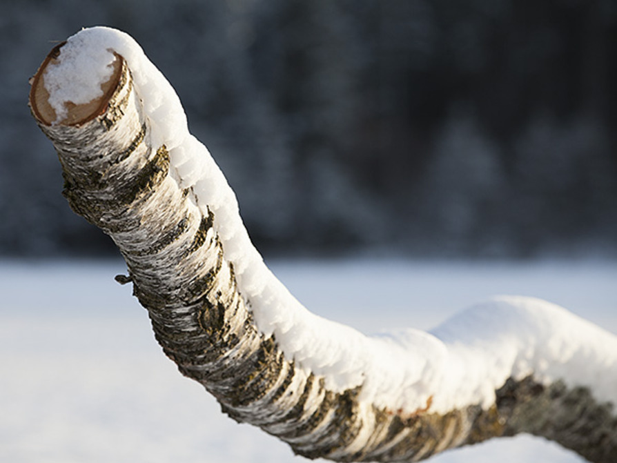 Teleaufnahme, Hintergrund unscharf