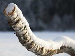 Teleaufnahme, Hintergrund unscharf