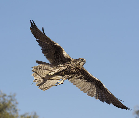 Falke, fotografiert mit Olmpus OM-D EM-1 Mark II