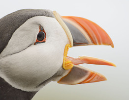 Puffin_Kretzschmar