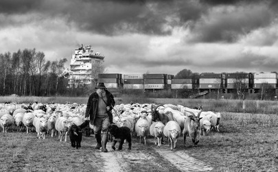 Wanderschäfer John Kimmel mit seiner Herde am Nord-Ostsee-Kanal bei Rendsburg