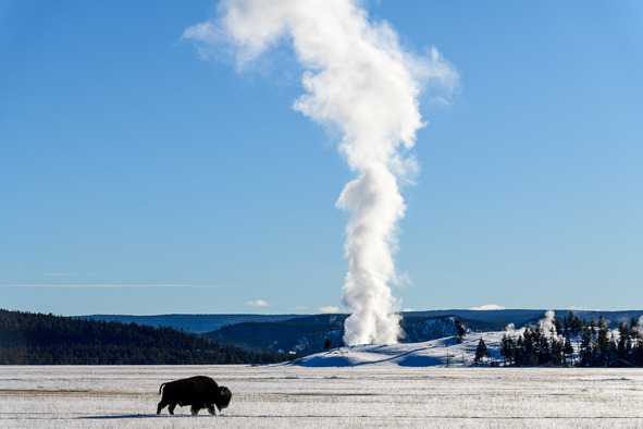Bison im verschneiten Yellowstone National Park mit dem Midway Geyser Basin im Hintergrund.