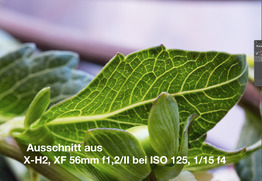 Blüen_Detail!100Proztxt