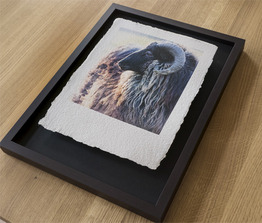 Büttenpapier, mit Creative Emulsion selbst beschichte und im Halbe-Tahmen 